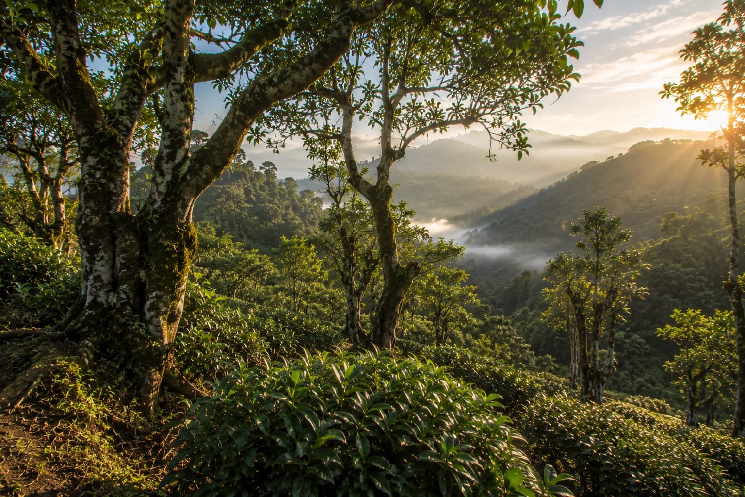 Yunnan — Pu-erh · Black tea